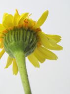 Image of Vasey's rockdaisy