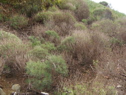 Image of Canary island marguerite