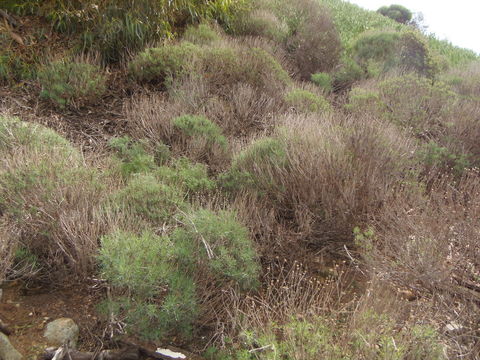 Image of Canary island marguerite