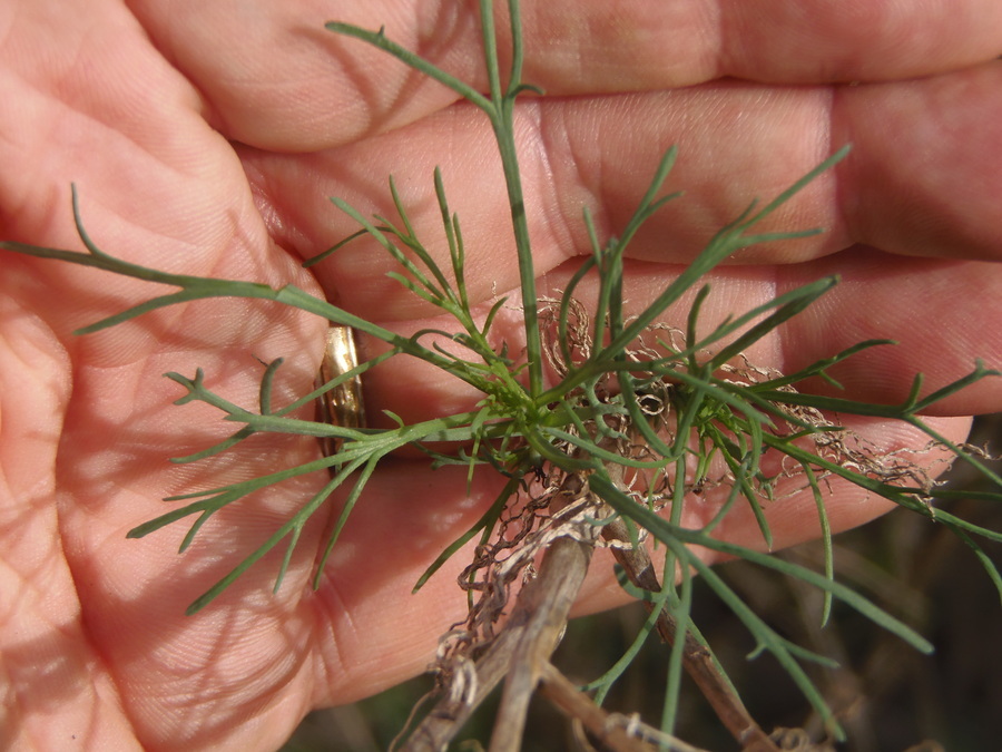 Image of Canary island marguerite