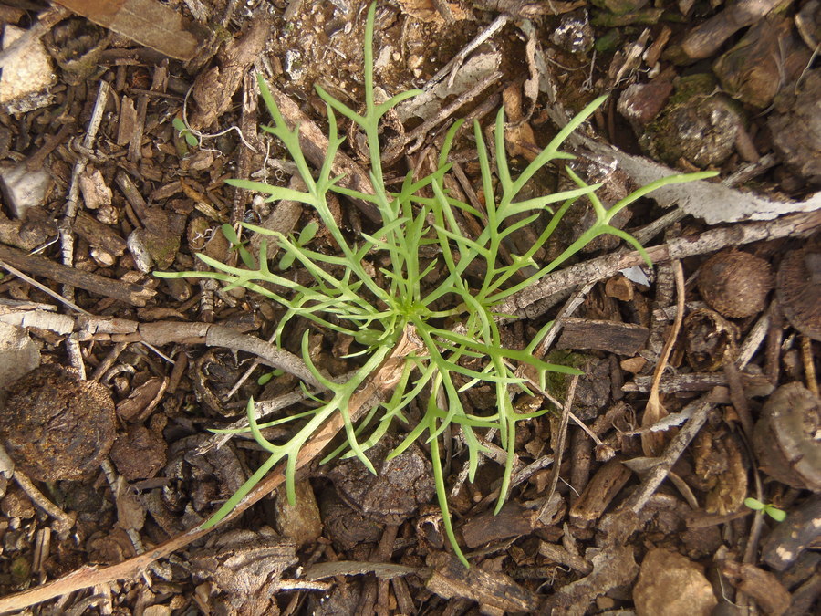 Image of Canary island marguerite