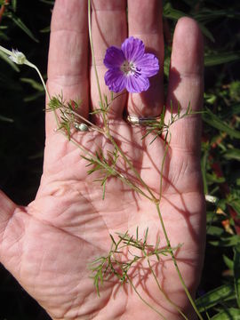 Image of Carpet geranium