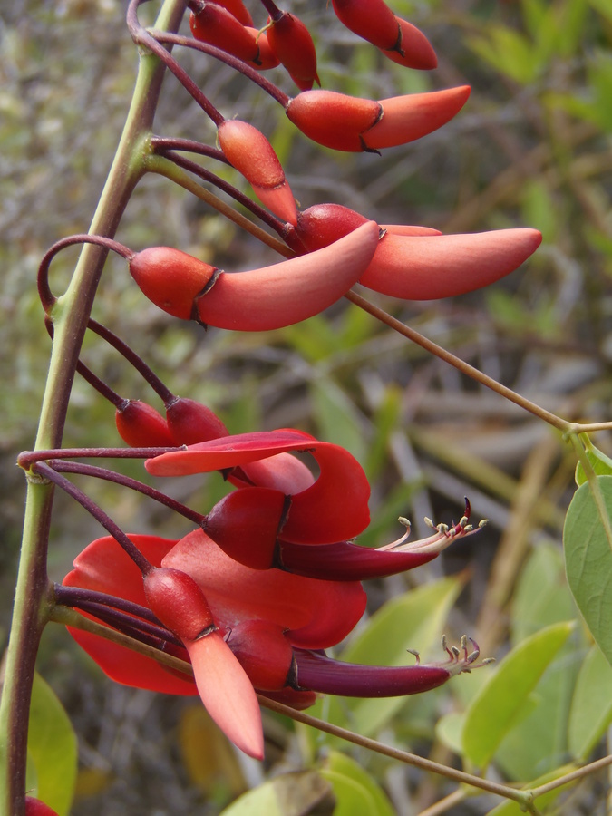 Imagem de Erythrina crista-galli L.