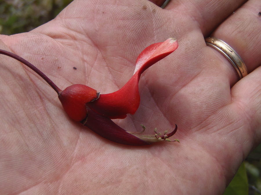 Слика од Erythrina crista-galli L.