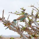 Image of Coracias Linnaeus 1758