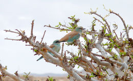 Image of European Roller