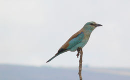 Image of European Roller