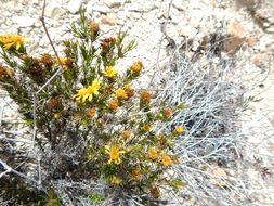 Image of pricklyleaf dogweed