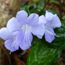 Imagem de Barleria submollis Lindau