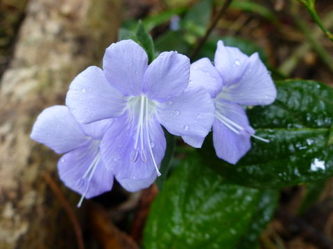 Imagem de Barleria submollis Lindau