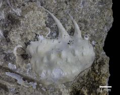 Image of <i>Shinkaia katapsyxis</i>