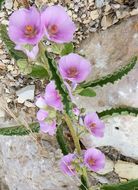 Image of copper globemallow