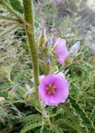 Plancia ëd Sphaeralcea angustifolia (Cav.) G. Don