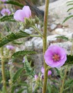 Plancia ëd Sphaeralcea angustifolia (Cav.) G. Don