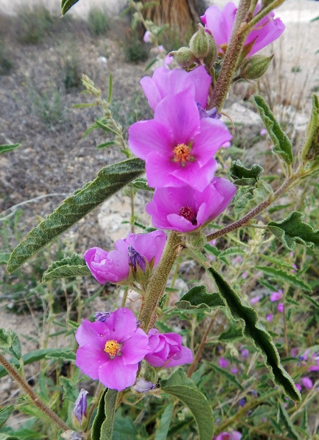 Plancia ëd Sphaeralcea angustifolia (Cav.) G. Don