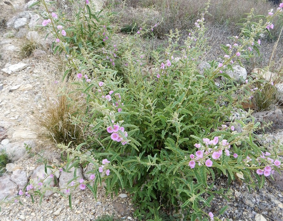 Plancia ëd Sphaeralcea angustifolia (Cav.) G. Don