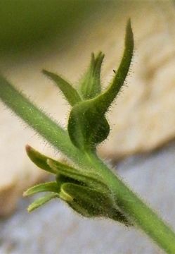 Image of desert tobacco,