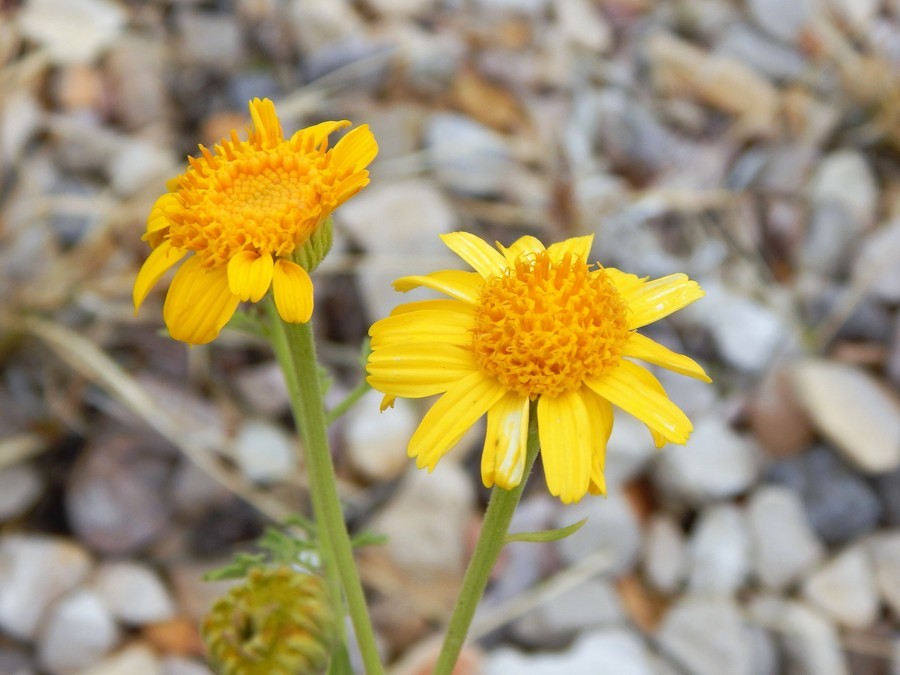 Image of Vasey's rockdaisy