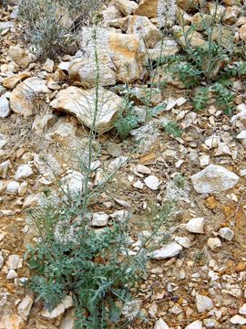 Image of Marble Canyon winged rockcress