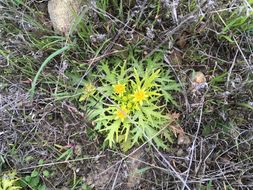 Image of Bear's-foot Sanicle