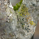 Image of eggyolk lichen