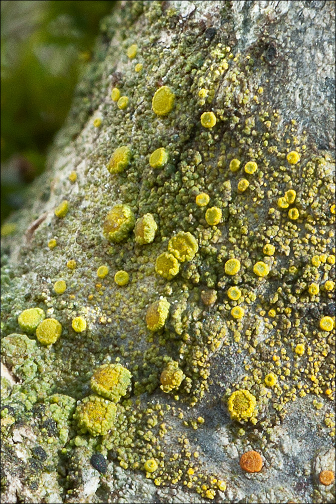 Image of eggyolk lichen