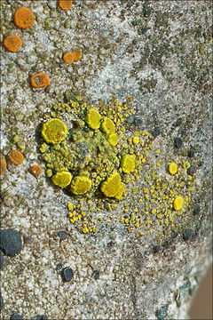 Image of eggyolk lichen