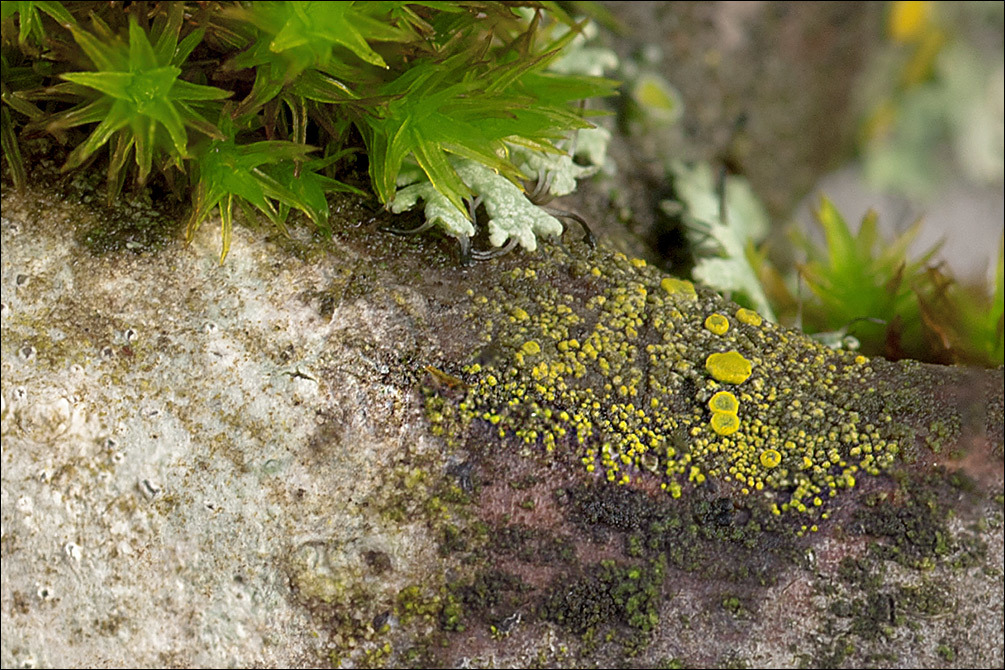 Image of eggyolk lichen