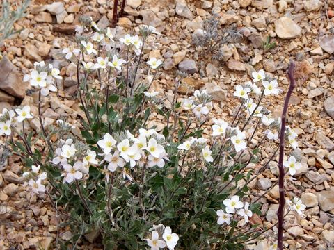 Image of Nerisyrenia camporum (A. Gray) Greene