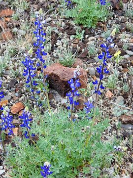 Imagem de Lupinus havardii S. Watson