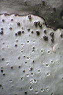 Image of Parmelina pastillifera (Harm.) Hale