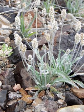 Imagem de Plantago helleri Small