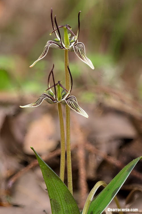 Sivun Scoliopus bigelovii Torr. kuva