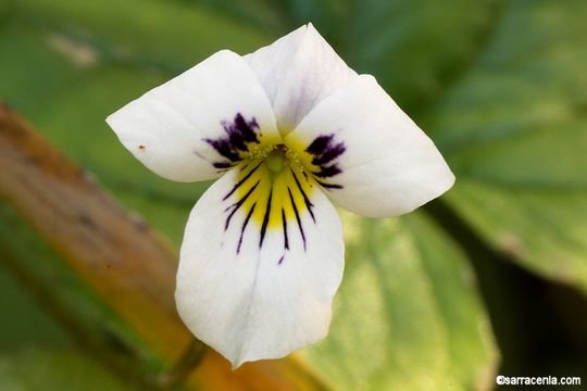 صورة Viola ocellata Torr. & Gray