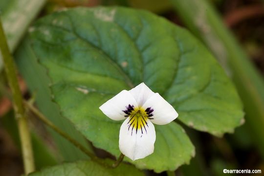 Image de Viola ocellata Torr. & Gray