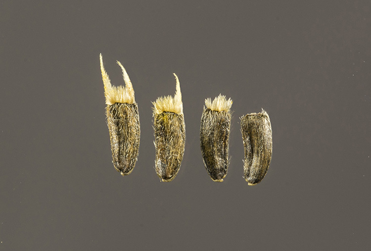 صورة Bahiopsis laciniata (A. Gray) E. E. Schilling & Panero