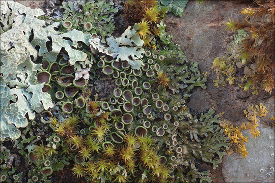 Image of Frost Lichen