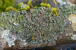 Image of Frost Lichen