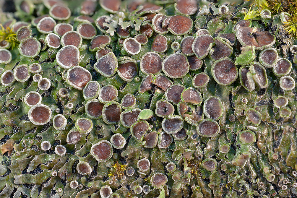 Image of Frost Lichen