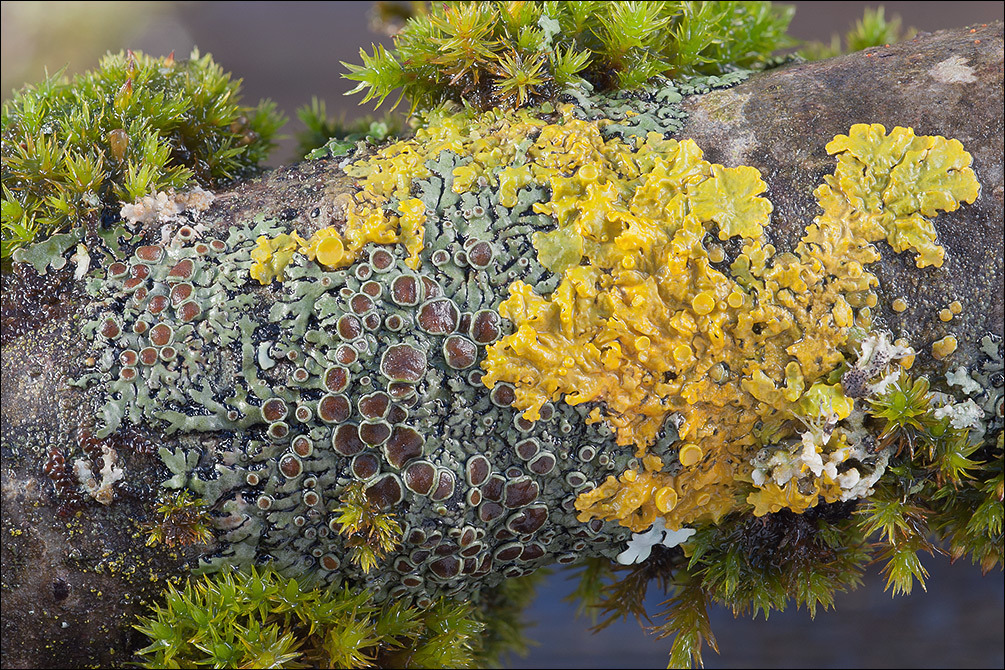 Image of Frost Lichen