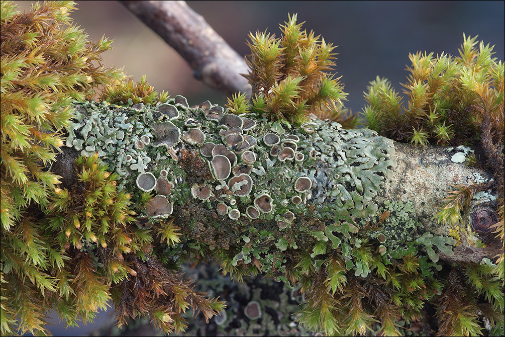 Image of Frost Lichen