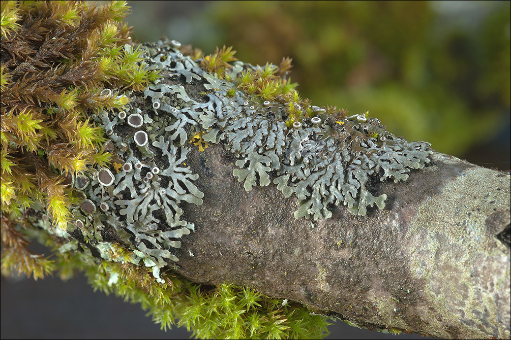 Image of Frost Lichen