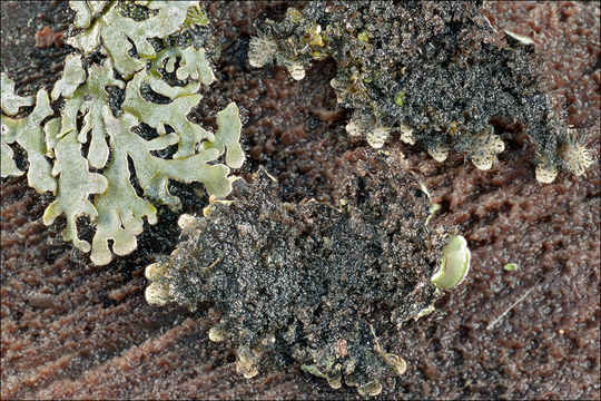 Image of Frost Lichen