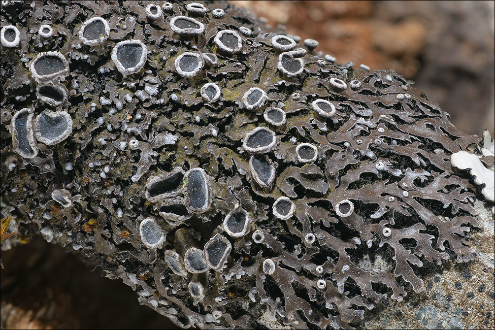 Image of Frost Lichen