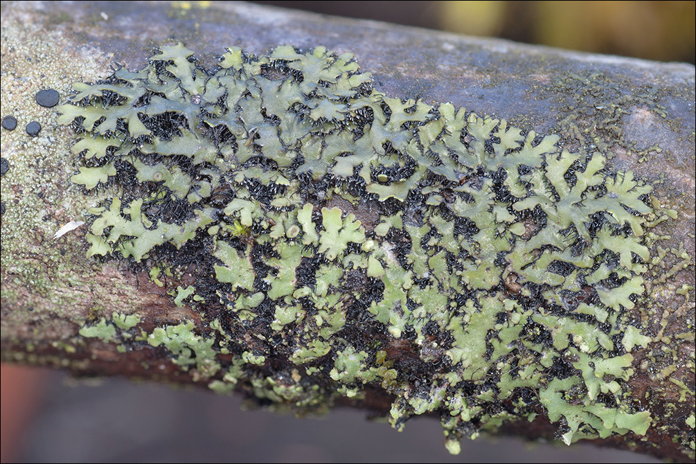 Image of Frost Lichen