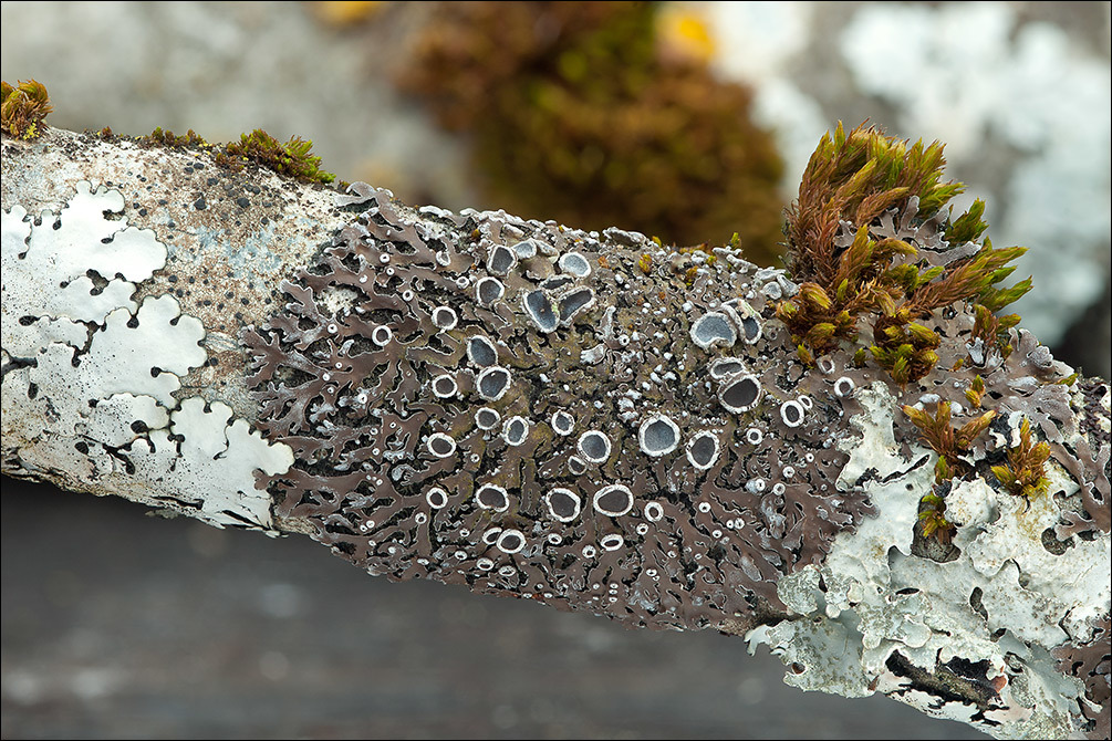 Image of Frost Lichen