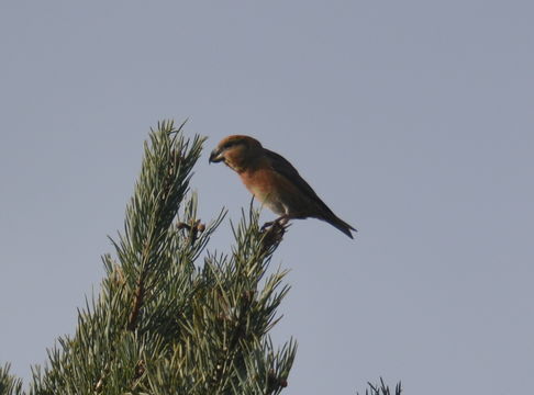 Image of Parrot Crossbill