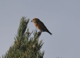 Image of Parrot Crossbill