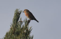 Image of Parrot Crossbill