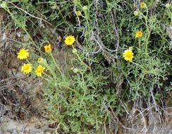 Image of Vasey's rockdaisy